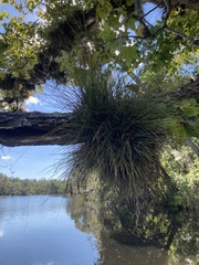 Tillandsia setacea