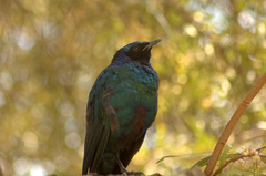 Lamprotornis australis