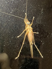 Pyrgocorypha uncinata