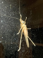 Pyrgocorypha uncinata