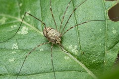 Dicranopalpus