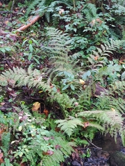 Athyrium