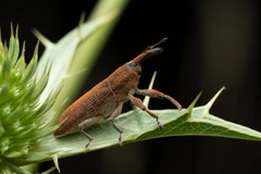 Lixus linearis