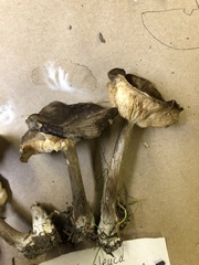 Melanoleuca melaleuca