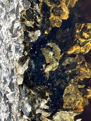 Crassostrea virginica