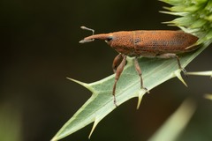 Lixus linearis