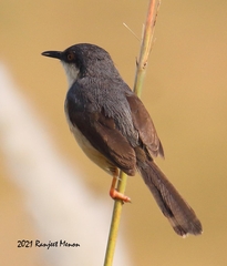 Prinia socialis