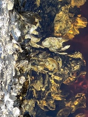 Crassostrea virginica