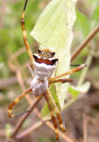 Silver Garden Orbweaver