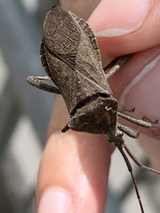 Acanthocephala terminalis