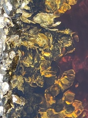 Crassostrea virginica