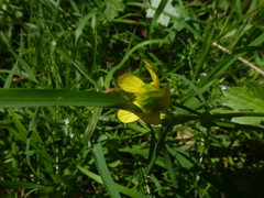 Ranunculus muricatus