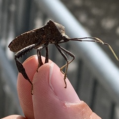 Acanthocephala terminalis