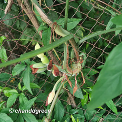 Syngonium angustatum