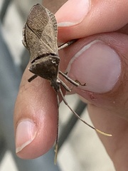 Acanthocephala terminalis