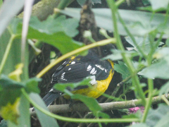 Pheucticus aureoventris