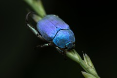 Hoplia coerulea