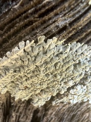 Physcia americana