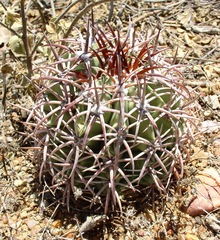 Melocactus zehntneri