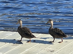 Anas platyrhynchos × fulvigula