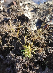 Androsace filiformis