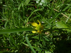 Ranunculus muricatus