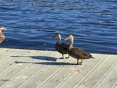 Anas platyrhynchos × fulvigula