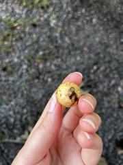 Amphibolips