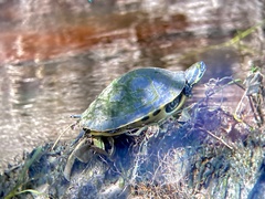 Pseudemys peninsularis