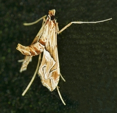 Lineodes fontella