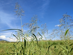 Andropogon gayanus