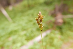 Carex luzulina