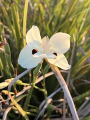 Dietes bicolor