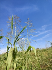 Andropogon gayanus