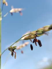 Andropogon gayanus