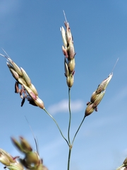 Andropogon gayanus