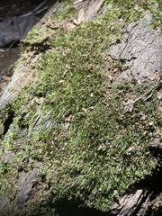 Grimmia laevigata