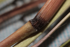 Schizachyrium tenerum