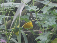 Pheucticus aureoventris