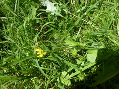 Ranunculus muricatus