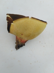 Boletinellus