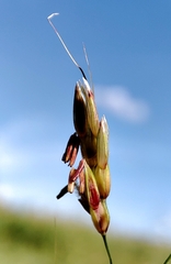 Andropogon gayanus