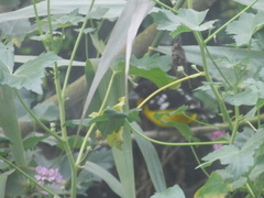 Pheucticus aureoventris