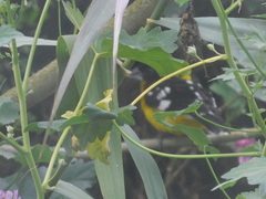 Pheucticus aureoventris