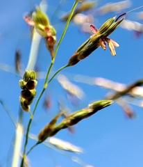 Andropogon gayanus