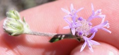 Asteraceae
