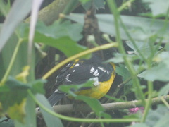 Pheucticus aureoventris