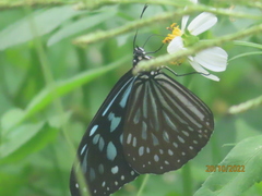 Ideopsis similis