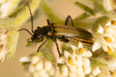 Chauliognathus hieroglyphicus