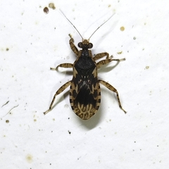 Homalocoris